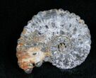 Pyritized Ammonite From Russia - #7295-1